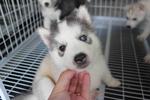 Grey White Bi Eyes Husky Puppy - Siberian Husky Dog