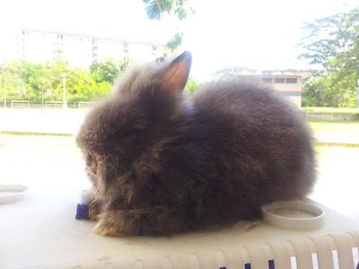 Teddy Bear High Quality - Angora Rabbit Rabbit