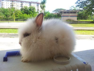 Teddy Bear High Quality 2 - Angora Rabbit Rabbit