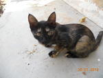 the kitten, Comot (black tortie)