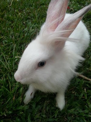 Whitey Aka Yt - Angora Rabbit + Dutch Rabbit