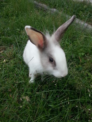 Suzy-q - Dutch + Angora Rabbit Rabbit