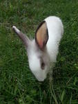 Suzy-q - Dutch + Angora Rabbit Rabbit