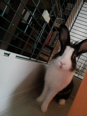 Barney - Dutch + Angora Rabbit Rabbit