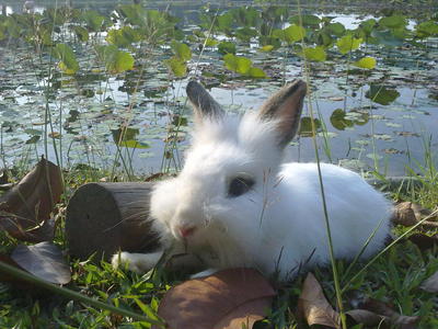 Mimi &amp; Mike - Angora Rabbit + Lionhead Rabbit