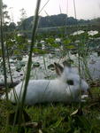 Mimi &amp; Mike - Angora Rabbit + Lionhead Rabbit