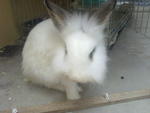 Mimi &amp; Mike - Angora Rabbit + Lionhead Rabbit