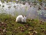 Mimi &amp; Mike - Angora Rabbit + Lionhead Rabbit