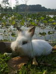 Mimi &amp; Mike - Angora Rabbit + Lionhead Rabbit