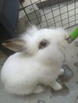 Mimi &amp; Mike - Angora Rabbit + Lionhead Rabbit