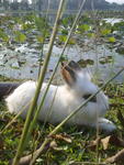 Mimi &amp; Mike - Angora Rabbit + Lionhead Rabbit