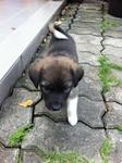 Io-female-01 - Mixed Breed Dog