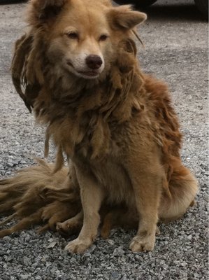 Marley (Aka Mizu) - German Spitz Mix Dog