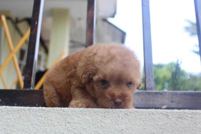 Dark Apricot Toy Poodle Puppy  - Poodle Dog