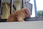 Dark Apricot Toy Poodle Puppy  - Poodle Dog