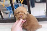 Dark Apricot Toy Poodle Puppy  - Poodle Dog