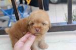 Dark Apricot Toy Poodle Puppy  - Poodle Dog