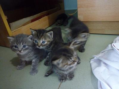 Scottish Fold Mix Persian - Persian + Scottish Fold Cat