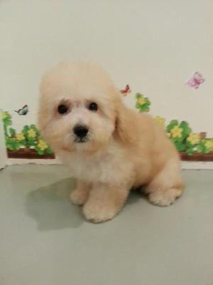 PF40466 - Poodle Dog