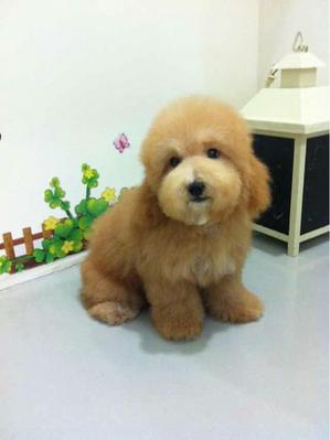 PF40467 - Poodle Dog