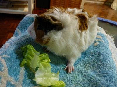 Hansen - Guinea Pig Small & Furry