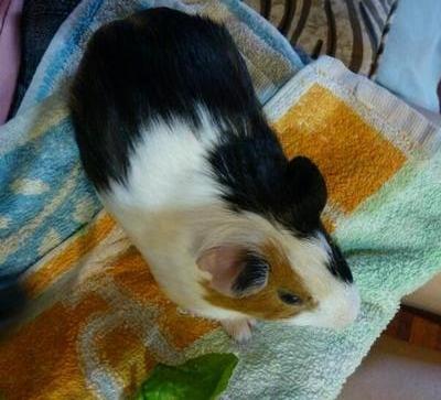 Link - Guinea Pig Small & Furry