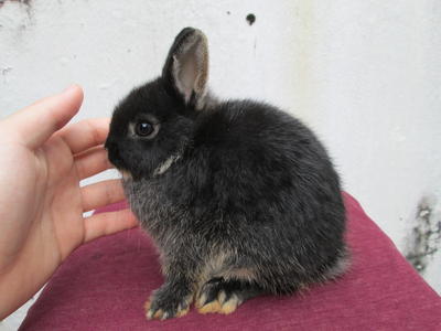 Netherland Dwarf - Doe 1 - Netherland Dwarf Rabbit