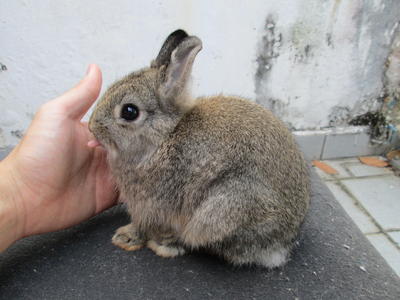 Netherland Dwarf - Doe 2 - Netherland Dwarf Rabbit