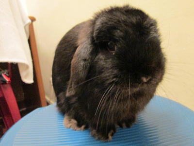 Purebred Holland Lop - Holland Lop Rabbit