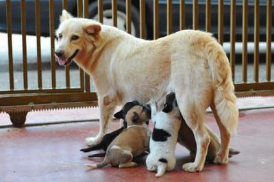 Juggle Puppies Part 2 - Spitz + Shar Pei Dog