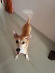 Lucky - Mixed Breed Dog