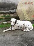 Dot Dot - Dalmatian Dog