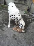 Dot Dot - Dalmatian Dog