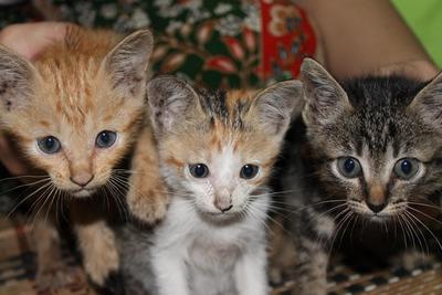 3 Cute Kitties  - Domestic Short Hair Cat