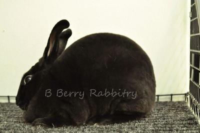 Mini Rex - Black 4 - Mini Rex Rabbit