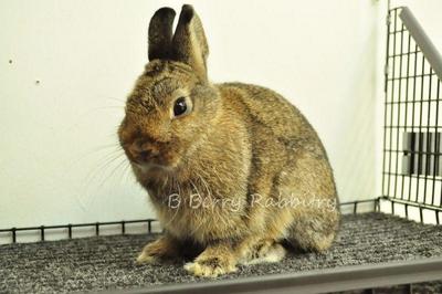 Netherland Dwarf - Chestnut 4 - Netherland Dwarf Rabbit