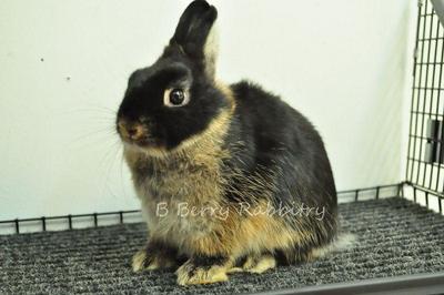 Netherland Dwarf - Black Otter 4 - Netherland Dwarf Rabbit