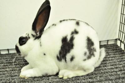 Mini Rex - Broken Black 5 - Mini Rex Rabbit