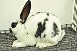 Mini Rex - Broken Black 5 - Mini Rex Rabbit
