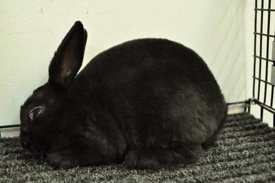 Mini Rex - Black 42 - Mini Rex Rabbit