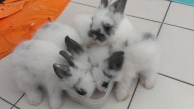 Rabbit - Angora Rabbit Rabbit