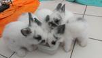 Rabbit - Angora Rabbit Rabbit