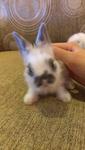 Rabbit - Angora Rabbit Rabbit