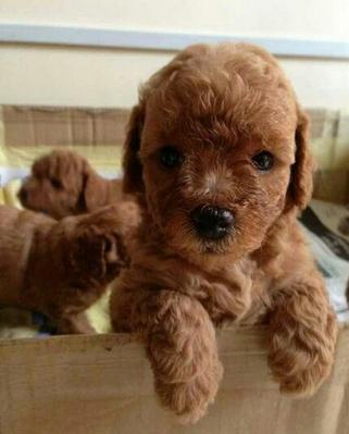 Super Red Toy Poodle With Cert - Poodle Dog