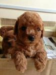 Super Red Toy Poodle With Cert - Poodle Dog