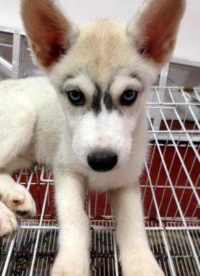 Blue Eyes Thick Coat Siberian Husky - Husky Dog