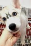 Blue Eyes Thick Coat Siberian Husky - Husky Dog
