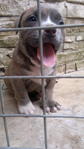 American Bully - Pit Bull Terrier Dog