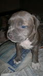 American Bully - Pit Bull Terrier Dog