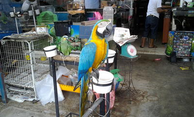 Jojo - Macaw Bird